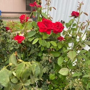 Meet your Posher, Rosa